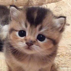 Meet your Posher, Shyanne